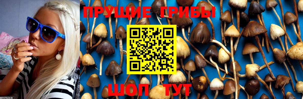 Кулебаки  Галлюциногенные грибы Cubensis  Вход с VPN 